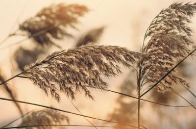 Thème naturel en gros plan