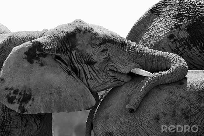 Tableau  Thème noir et blanc avec des éléphants