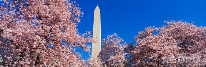 Tableau  This is the Washington Monument set at the center amongst the spring cherry blossoms.