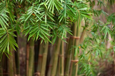 tiges de bambou