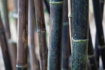 Tableau  tiges de bambou