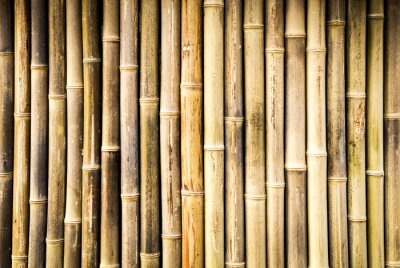 Tiges de bambou séchées