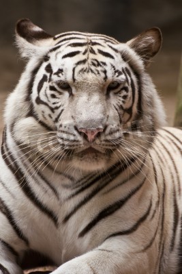 Tableau  Tigre blanc au zoo