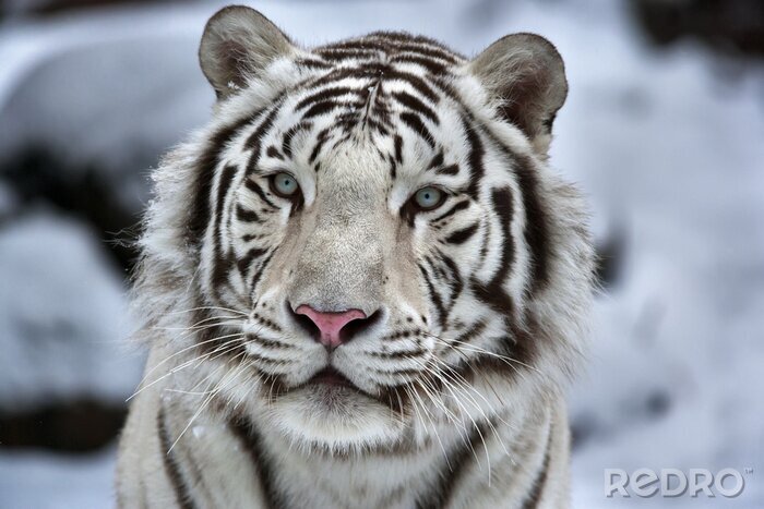 Tableau  Tigre blanc en hiver