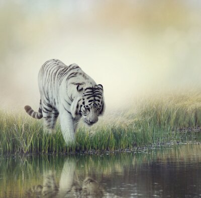 Tigre blanc entrant dans l'eau