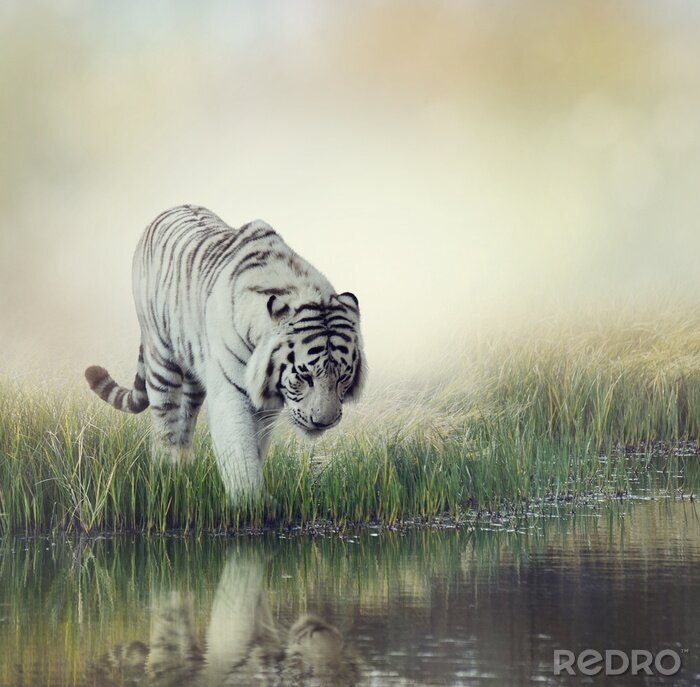 Tableau  Tigre blanc entrant dans l'eau