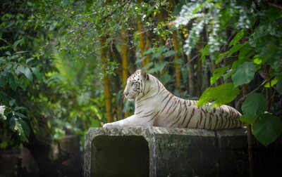 Tigre blanc et forêt dense