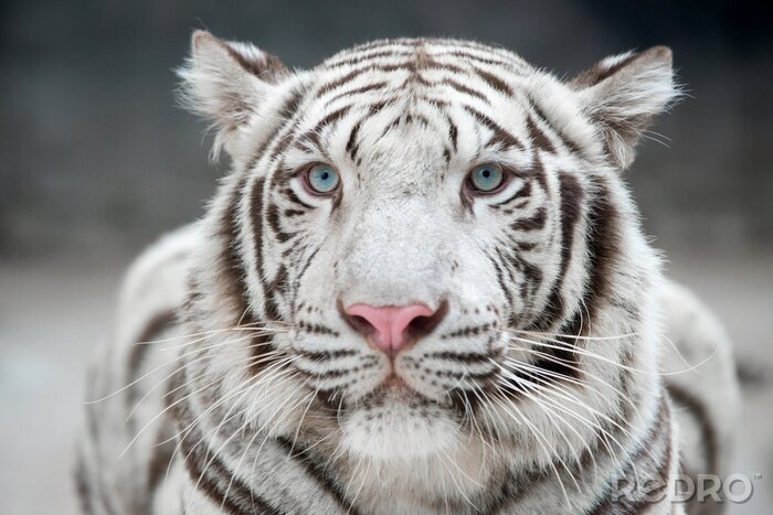 Tableau  Tigre blanc gros plan
