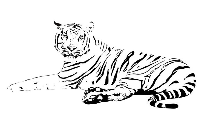 Tableau  tigre blanc sur un fond blanc