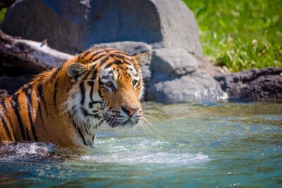 Tableau  Tigre dans l'eau