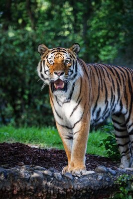 Tigre de Sibérie dans un paysage vert