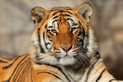 Tableau  tigre du Bengale