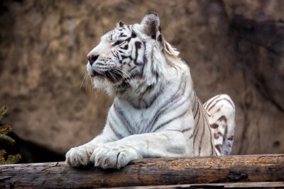 Tigre du Bengale blanc