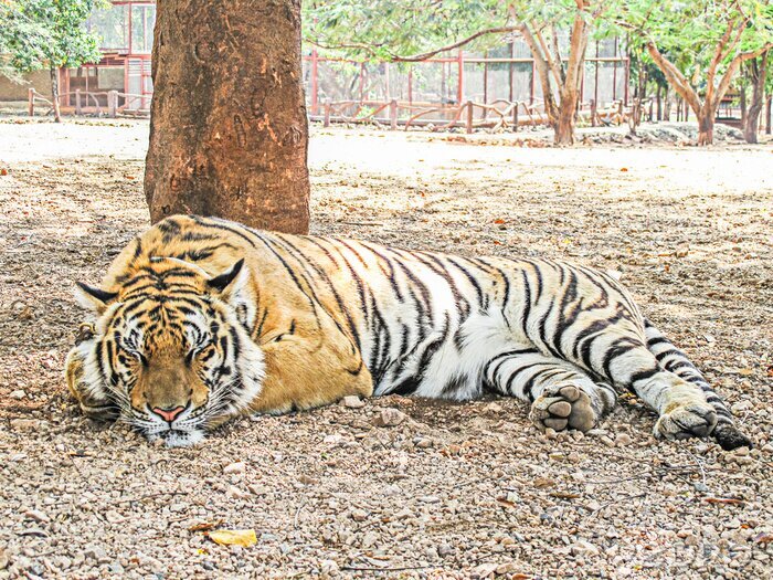 Tableau  Tigre du Bengale dans le zoo