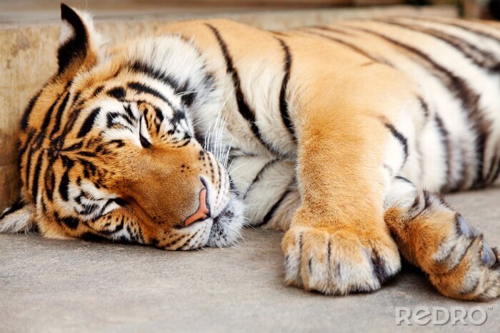 Tableau  Tigre endormi à l'extérieur