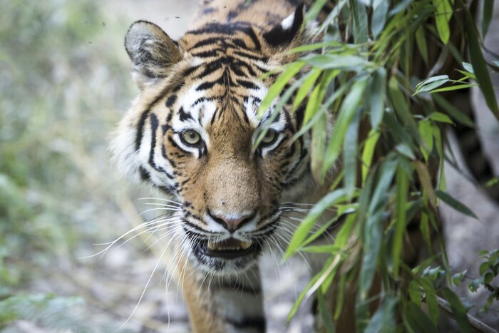 Tableau  Tigre et plantes