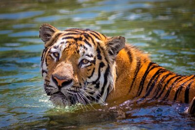 Tigre nageant dans l'eau
