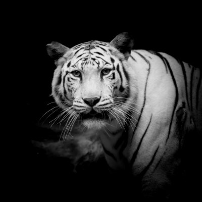 Tableau  Tigre noir et blanc
