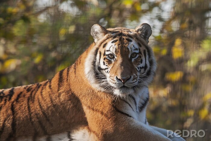 Tableau  Tigre prédateur