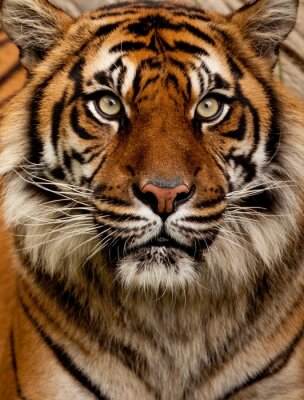 Tableau  Tigre prédateur gros plan