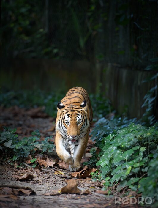Tableau  Tigre qui marche