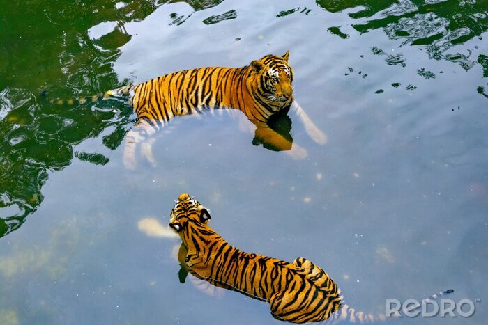 Tableau  Tigres dans l'eau