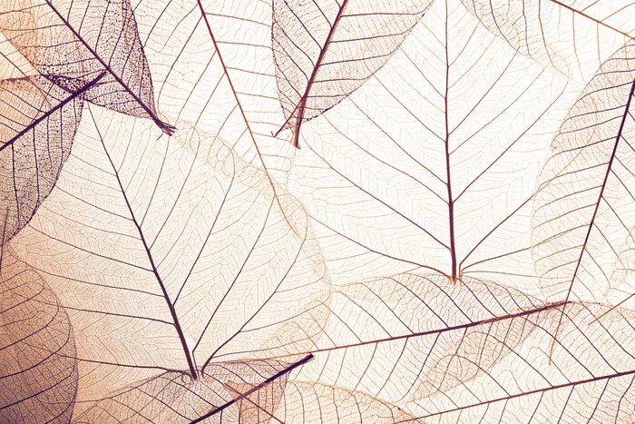 Tableau  Top view of beautiful decorative skeleton leaves