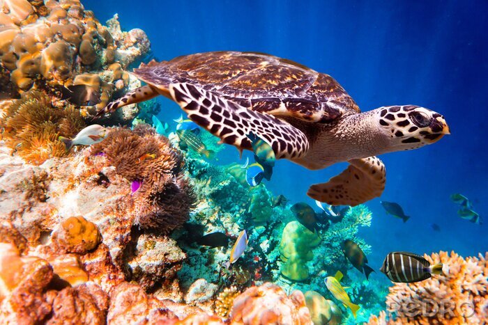Tableau  Tortue et récif corallien