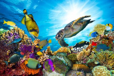 Tortues de mer et récif corallien