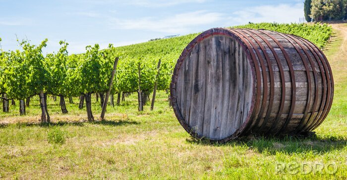 Tableau  Toscane vignoble