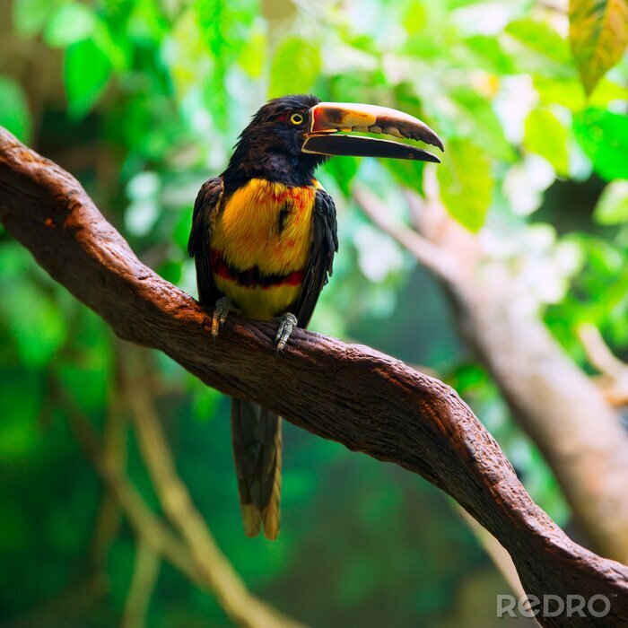 Tableau  Toucan coloré