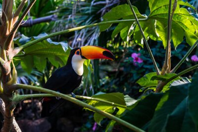 Tableau  Toucan de la jungle sur une branche