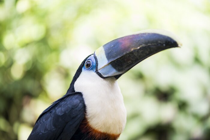 Tableau  Toucan et nature