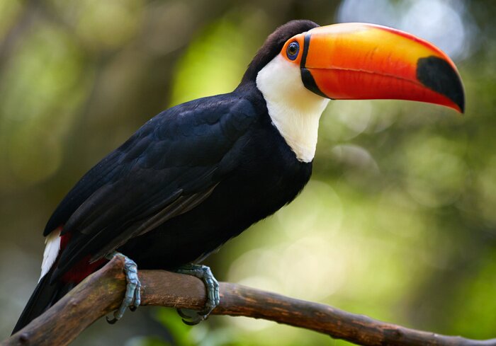 Tableau  Toucan et nature