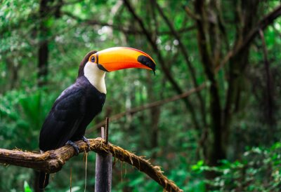 Tableau  Toucan sur une branche dans la jungle