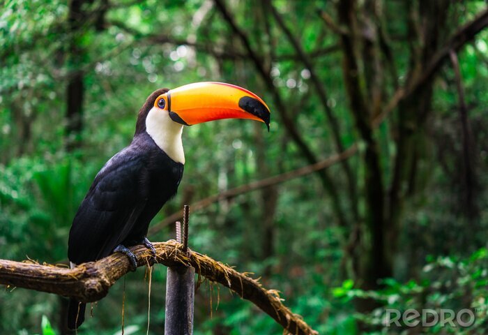 Tableau  Toucan sur une branche dans la jungle