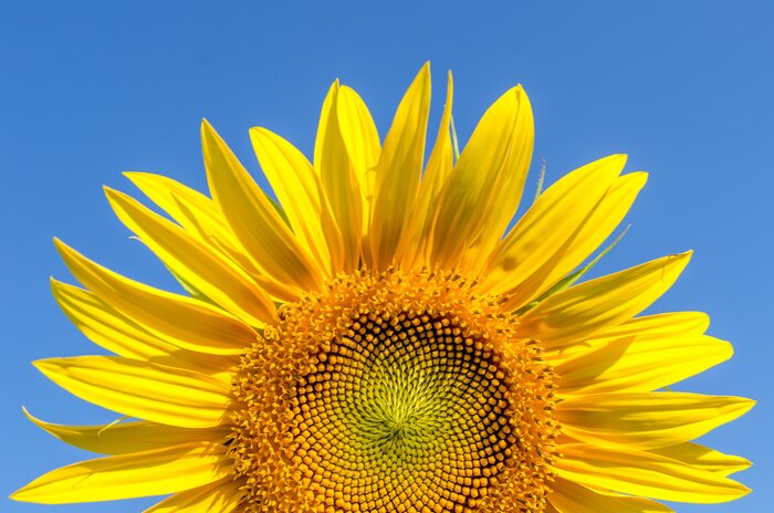 Tableau  Tournesol et ciel en fleurs
