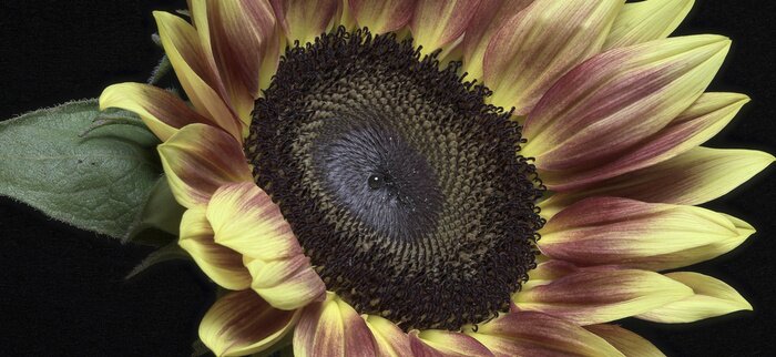 Tableau  Tournesol multicolore sur fond noir