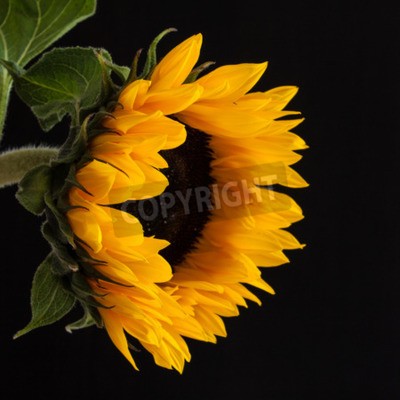 Tableau  Tournesol sur le fond d'un mur noir