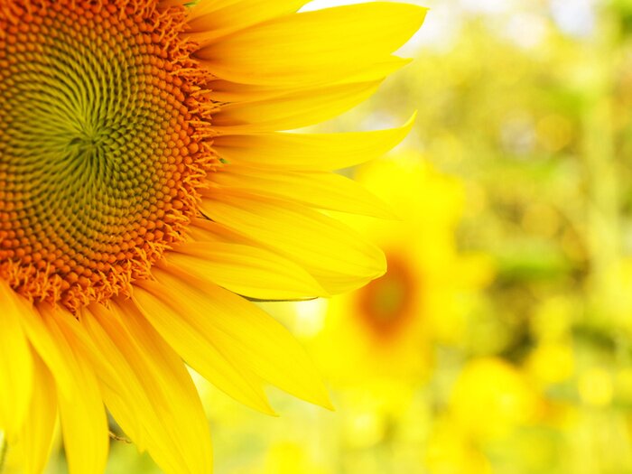 Tableau  Tournesol sur un arrière-plan flou