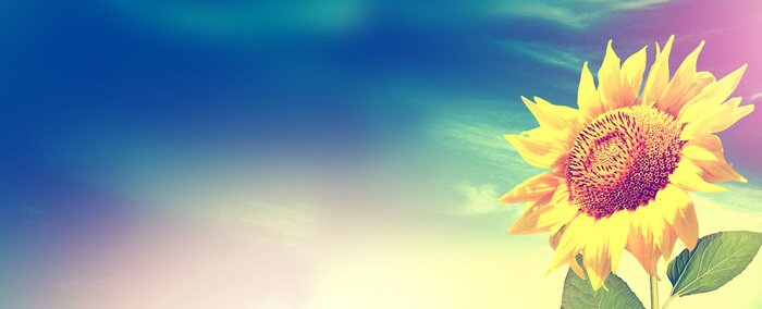 Tableau  Tournesol unique sur le ciel