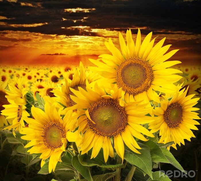 Tableau  Tournesols au crépuscule
