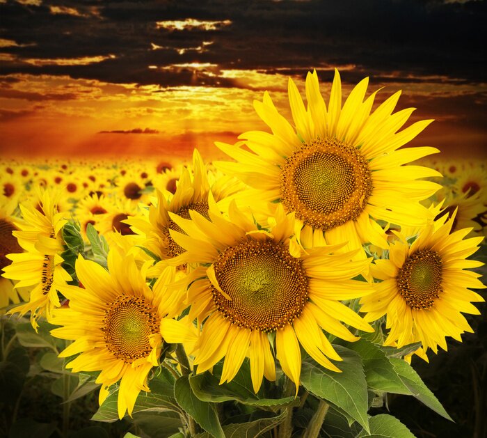 Tableau  Tournesols au crépuscule