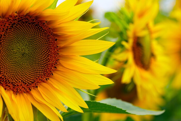 Tableau  Tournesols dans le champ en été