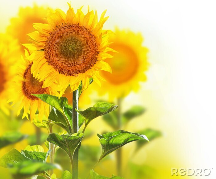 Tableau  Tournesols des champs sur fond blanc