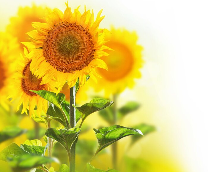 Tableau  Tournesols des champs sur fond blanc