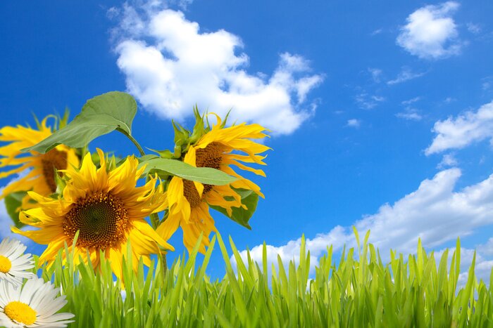 Tableau  Tournesols, herbe et ciel