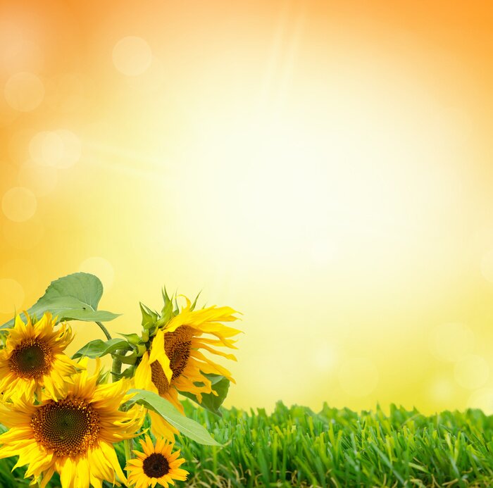 Tableau  Tournesols sur l'herbe verte