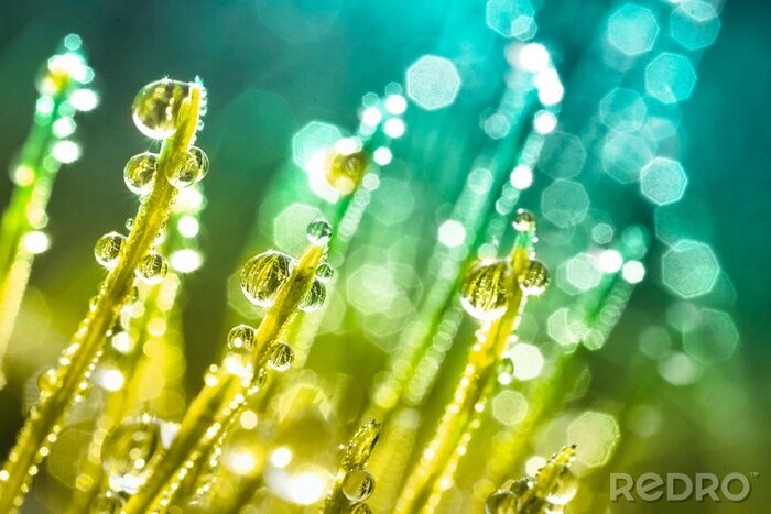 Tableau  Transparent droplets of dew in grass on summer morning sparkle in sunlight in nature. Young juicy fresh grass with water drops.  Beautiful bokeh light green color close-up macro with a soft focus.