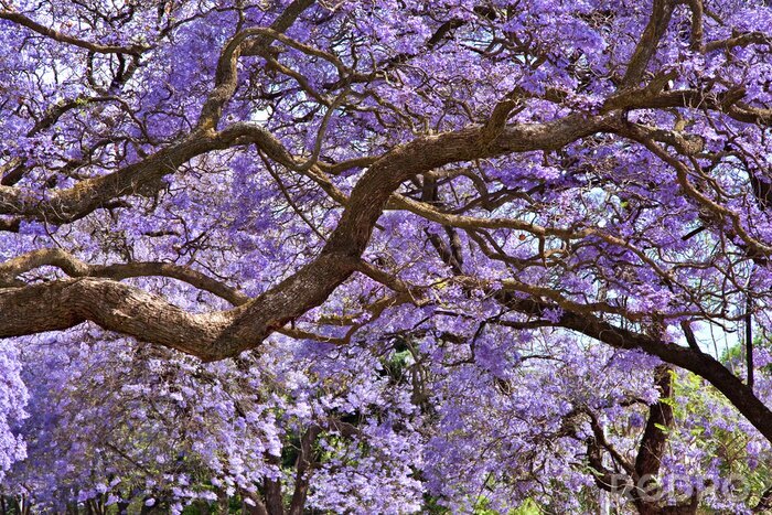 Tableau  Très jolie nature